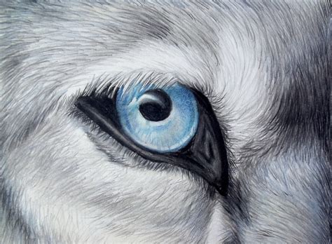 Primarily showed and explained the process of how to draw rea. "Icy Glance - Silver Gray Wolf Blue Eye Colored Pencil Drawing Painting" by AmandaUlfrica ...