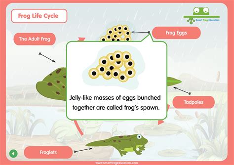 Frog Life Cycle Smart Frog