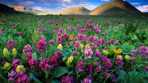 Flowers Colorado Bing Wallpaper Download