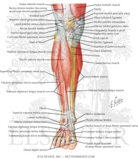 Tutorials and quizzes on muscles that act on the leg/ leg muscles (tibia & fibula), using interactive animations and labeled diagrams. anatomy+of+the+thigh+and+hip | Muscles of Leg (Superificial Dissection): Anterior View | Healing ...