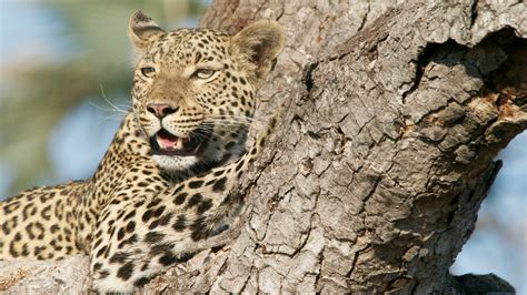 Animals Nature Leopard Wallpapers Hd Desktop And