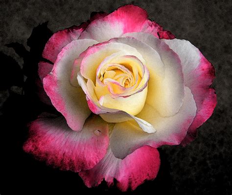 Full Rose Emerges Out Of Darkness Photograph By Mary Sedivy Fine Art