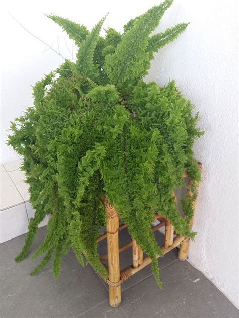 Spruce up your cooking and home life by following these 10 tips to creating a herb garden. 20 Plants that Grow Without Sunlight | Plants, Indoor ...