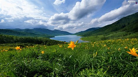Meadow The Hills Yellow Lake Mountains Flowers Lilies Beautiful