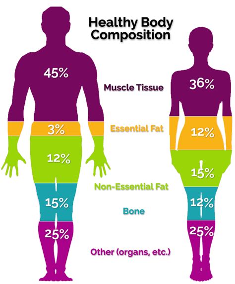Body Composition The Diabetes Prevention Institute