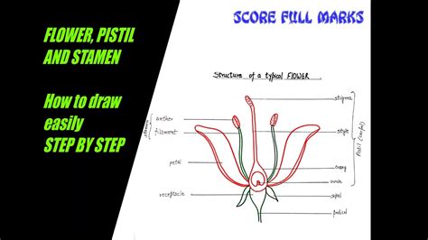 How To Draw Structure Of Flower Pistil Stamen Reproduction In Plants