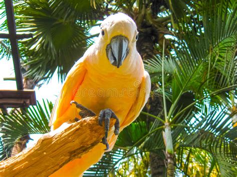The White Parrot Macaws Sitting On Perch Stock Photo Image Of Pretty