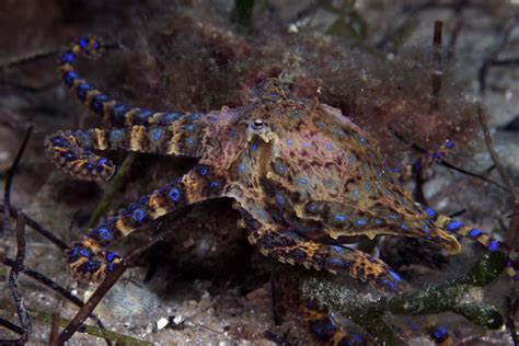 Blue Ringed Octopus Museums Victoria