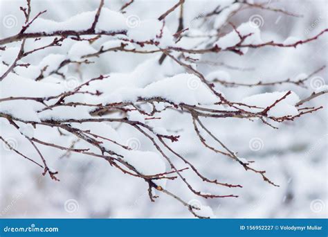 Snow Covered Tree Branches On Light Background Stock Image Image Of