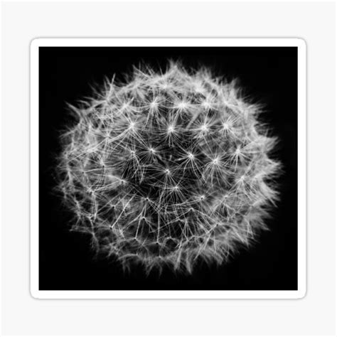 Dandelion Sticker By Tactictees Redbubble