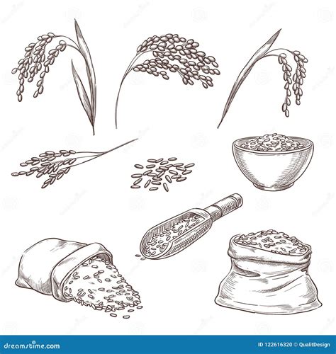 Rice Sketch Set Isolated Sacks With Grain Seeds Cartoon Vector