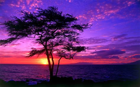 Beach Purple Sunset Wallpaper HD #2355 Wallpaper | WallDiskPaper