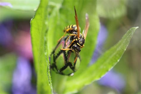 Wasp Hornet Insect Free Photo On Pixabay Pixabay