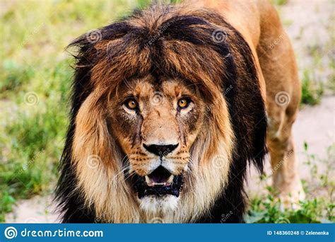 Beautiful Mighty Lion Stock Photo Image Of Leader Park 148360248