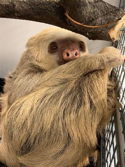 Saginaw Zoo Gets Two Toed Sloth Named Okra Mae