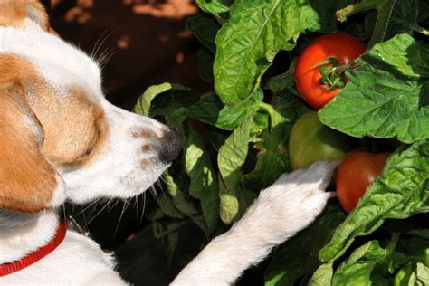 Can Dogs Eat Tomatoes — Are Nightshade Plants Bad For Dogs