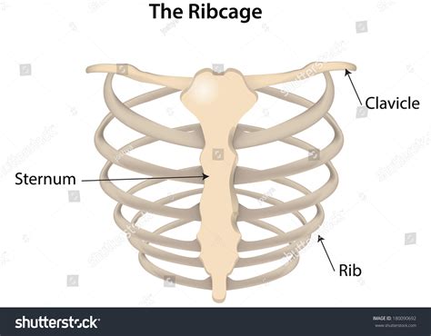 Rib Cage Labeled Diagram Stock Illustration 180090692 Shutterstock