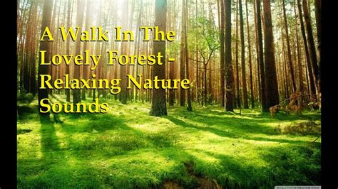 A Walk In The Lovely Forest Relaxing Nature Sounds Youtube