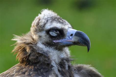 1869 Ugly Vulture Stock Photos Free And Royalty Free Stock Photos From
