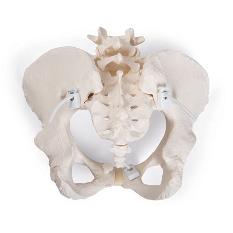 Learn more about the pelvis in this article. Flexible Human Female Pelvis Model, Flexibly Mounted - 3B ...