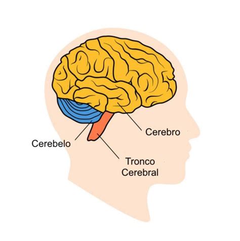 Cerebro vs cerebelo cuál es la diferencia Mindvalley Blog Español