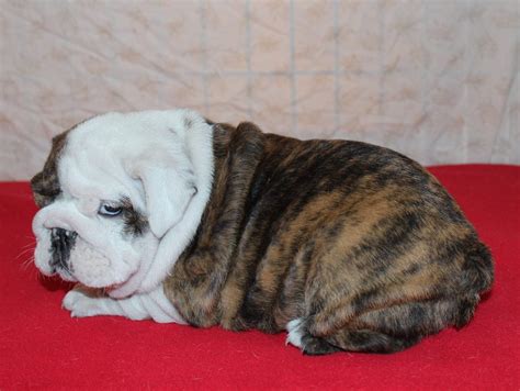 English Bulldog Puppies For Sale Huskerland Bulldogs Akc Registered