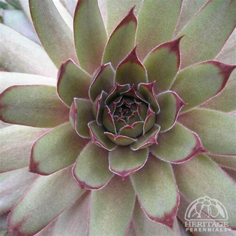 Plant Profile For Sempervivum ‘red Beauty Hen And Chicks Perennial