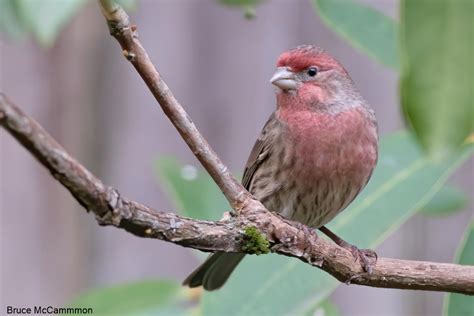 Finches Sparrows North Central Washington Audubon Society