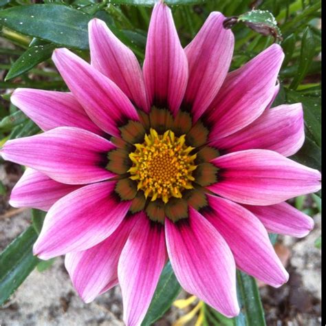 We did not find results for: Pretty mauve gazania | Healing flowers, Amazing flowers ...