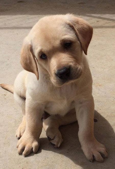 Puppies For Sale Loris Labradors