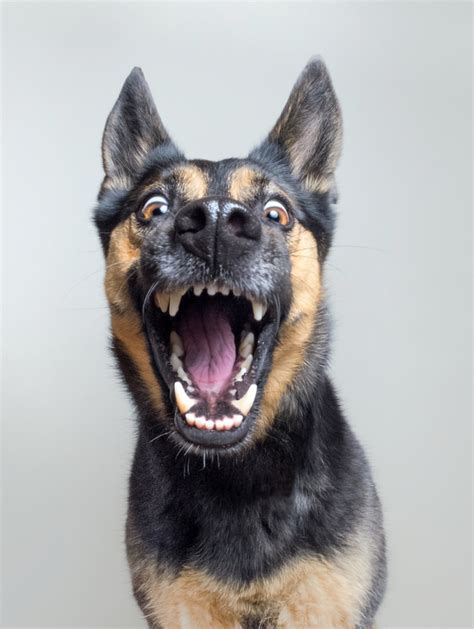 New Incredibly Expressive Dog Portraits By Elke Vogelsang