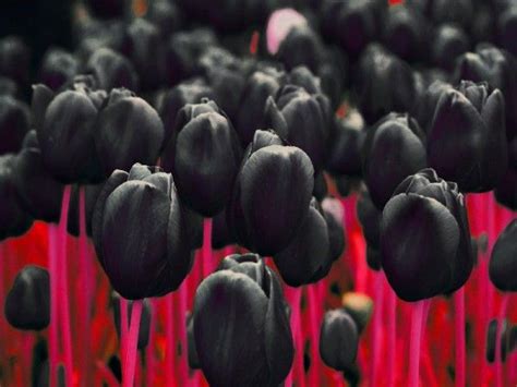 The Mystery Of The Blacktulip Black Tulips Tulips