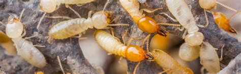 Exploring The Prevalence Of Termites In Eugene Oregon Identifying And