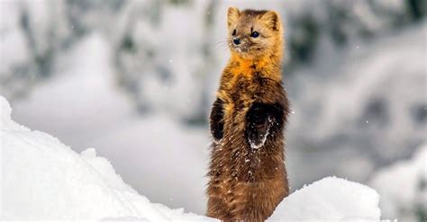 Sable | Incredible Facts, Pictures | A-Z Animals