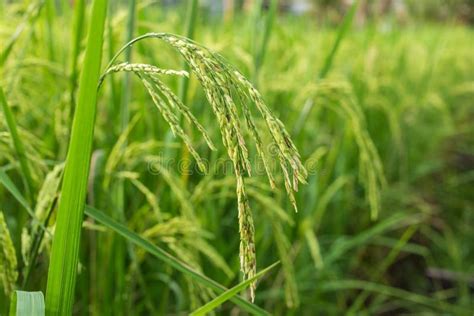 Rice Plant Produces Grains In Green Rice Field Stock Photo Image Of