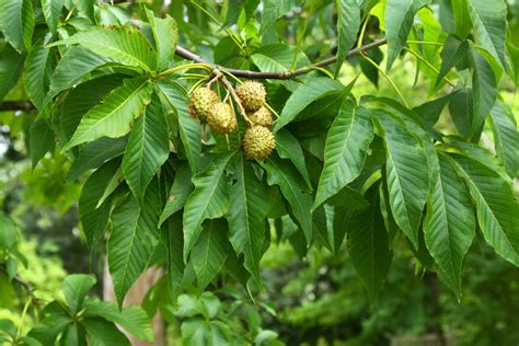 Aesculus Glabra Ohio Bumarronnier De L‘ohiockeye Van Den Berk Nurseries