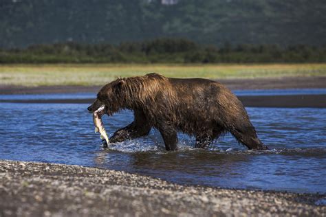 10 Animals That Are No Longer On The Endangered List G Adventures