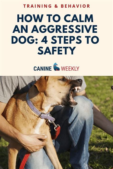 How To Calm An Aggressive Dog Top Aggression Training Tips