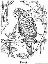 Parrot Coloring Pages Parrots Printable Kids Planet Earth Color Birds Awesome Animals Book Animal sketch template