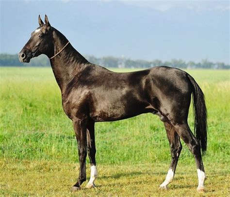 Black Akhal Teke Stallion Karabek Beautiful Horses Race Horse