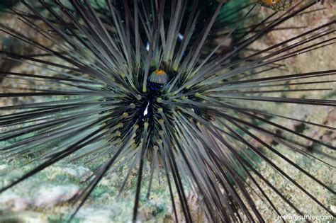 Diadema Setosum Long Spined Urchindiadem Sea Urchin