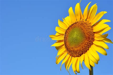 Sunflower Against Blue Sky Stock Photo Image Of Outdoors 11839944