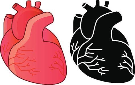 Best Human Heart Illustrations Royalty Free Vector