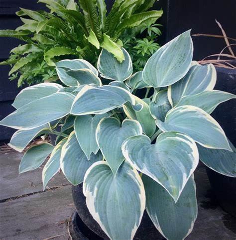 Hosta First Frost Live Starter Plant In A 3 Etsy