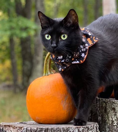 If this cut doesn't make ya want to put on the stray… October is Black Cat Awareness Month! 🖤🐾 | Black cat lover ...