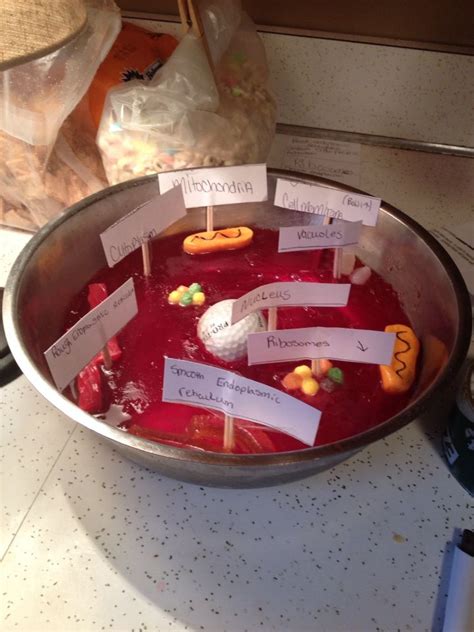 I'm in 5th and animal cells do have vocuoles. This was a cool expirience for a animal 3~d cell project ...