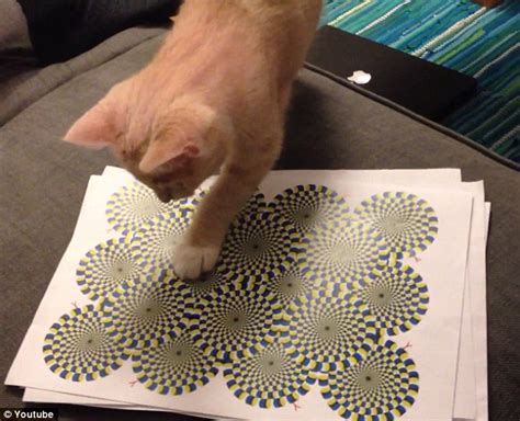 Cat Pounces On Optical Illusion Thinking Its A Moving Snake Daily