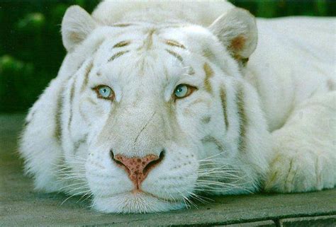 Albino Liger Animals Beautiful Animals Tiger Pictures