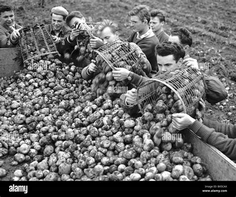 Potato Harvest Volunteers Stock Photo Alamy