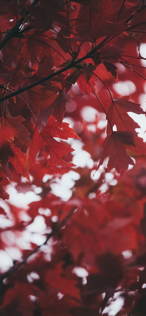 Red Leaves Wallpapers Top Free Red Leaves Backgrounds Wallpaperaccess